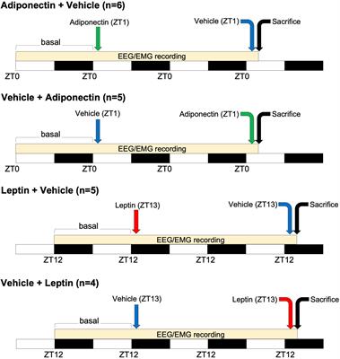 Leptin and adiponectin regulate the activity of nuclei involved in sleep-wake cycle in male rats